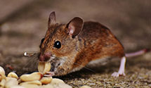 24 Hour & Emergency Exterminators in Manfred, AR
